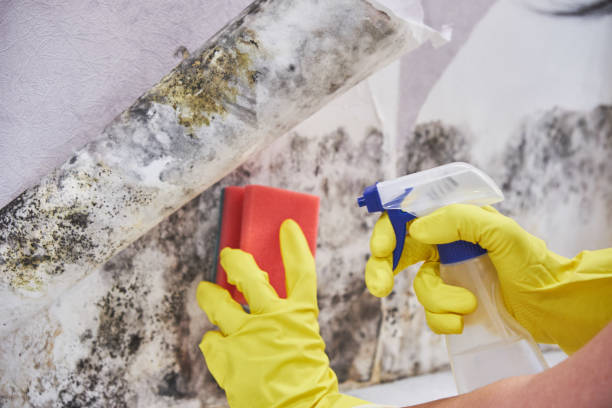 Why You Should Choose Our Mold Remediation Services in Pierceton, IN